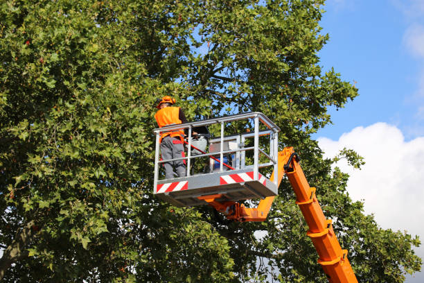 Best Tree Removal Services  in Pemberton Heights, NJ